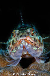 Lizardfish, up close and personal. Nikon D200 in Nexus ho... by Christian Skauge 